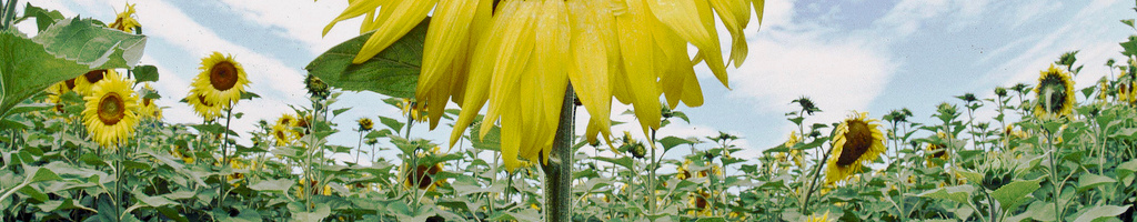 girasoli all'Alberese